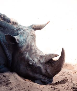 white rhinoceros Palmyre zoo in Les Mathes France