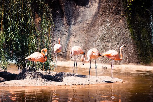 Flamand rose Palmyre zoo in Les Mathes France