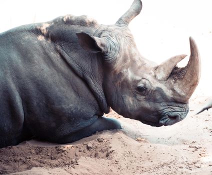 white rhinoceros Palmyre zoo in Les Mathes France