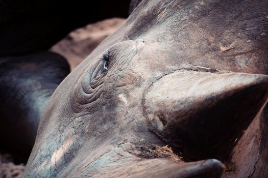 white rhinoceros Palmyre zoo in Les Mathes France