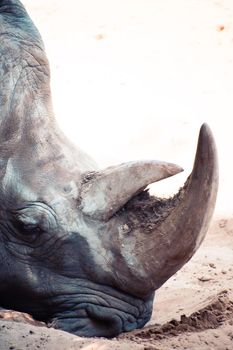 white rhinoceros Palmyre zoo in Les Mathes France