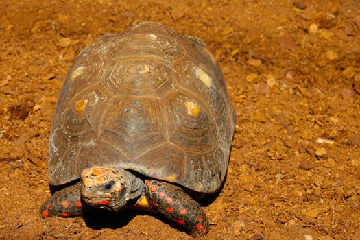 View of an adult turtle against the background of yellow sand