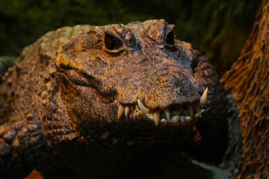 Close-up of the alligator. Large crocodile teeth