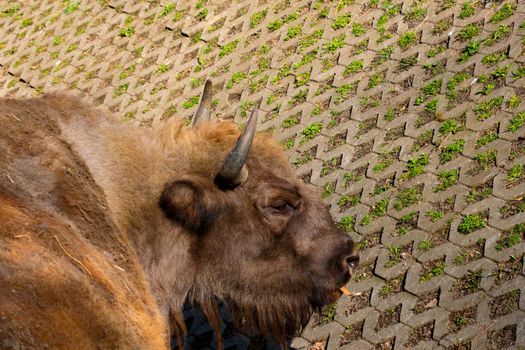 Close-up of an adult bison in the park