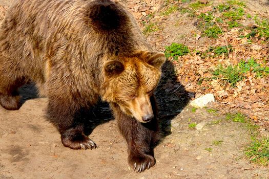 Close-up of a large brown bear in the forest