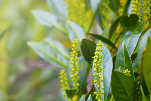 Selective focus, green young bushes in the park in the spring