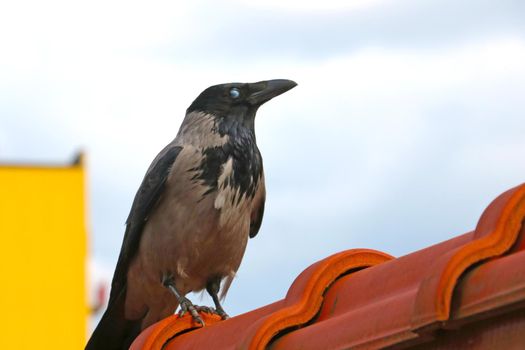 The raven sits on the roof with its eyes closed