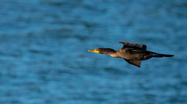 Cormorants at lake in Saskatchewan Canada prairie wildlife