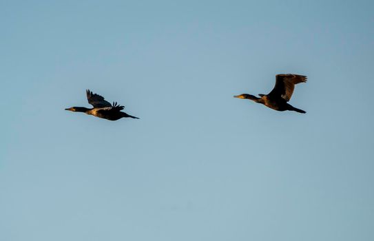 Cormorants at lake in Saskatchewan Canada prairie wildlife
