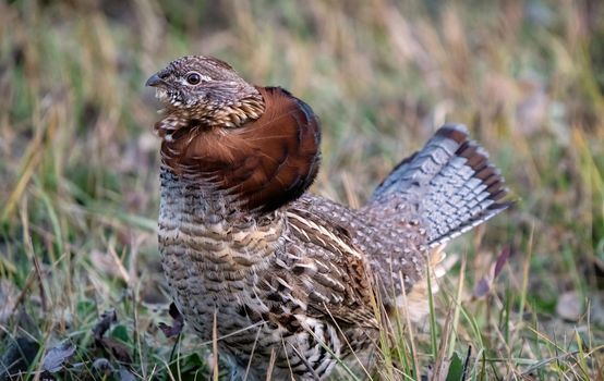 Ruffed Grouse in Manitoba Canada full regalia Canada