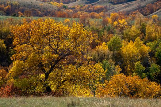 Prairie colors in fall yellow orange trees colorful