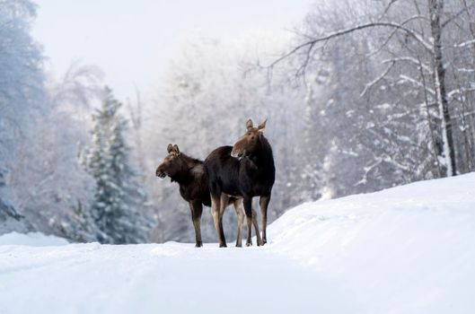 Moose in the Snow in Riding Mountain Provincial Park Canada