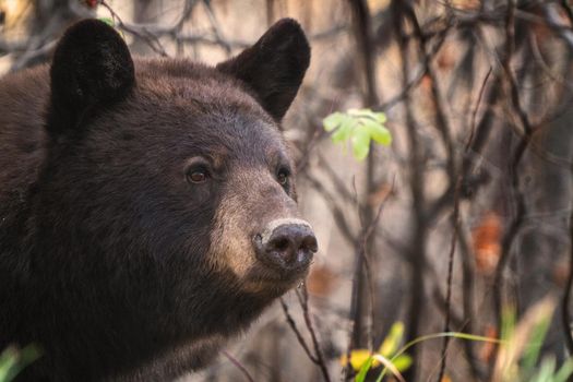 Bears in Riding Mountain National Park Manitoba Canada