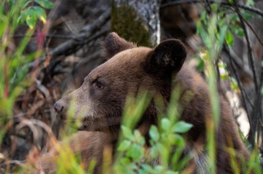 Bears in Riding Mountain National Park Manitoba Canada
