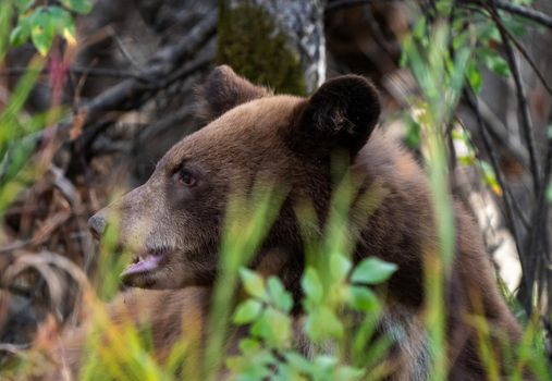 Bears in Riding Mountain National Park Manitoba Canada