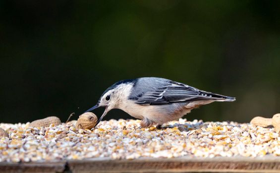Nuthatch at feeder in park moose jaw Saskatchewan Canada