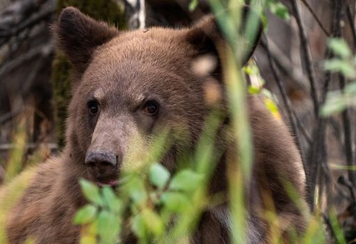 Bears in Riding Mountain National Park Manitoba Canada