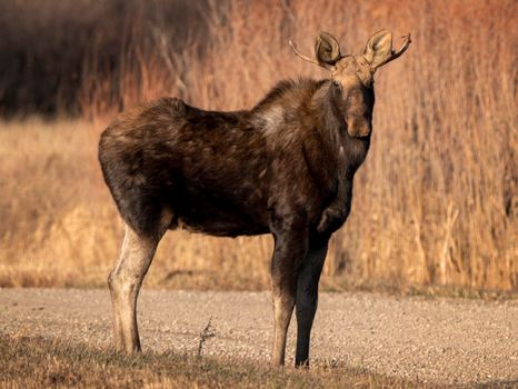 Moose female cow in the Saskatchewan Valley