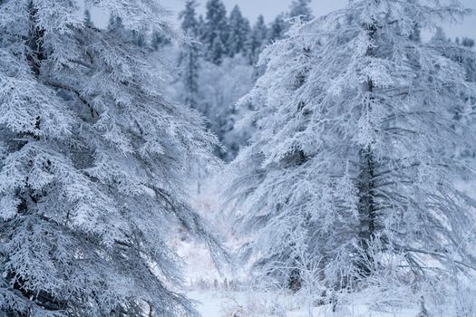 Hoar frost scene in Riding Mountain Manitoba