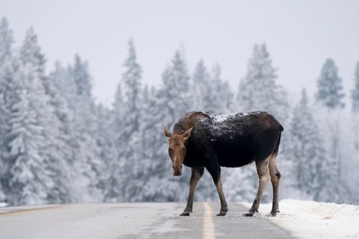 Moose in the Snow in Riding Mountain Provincial Park Canada