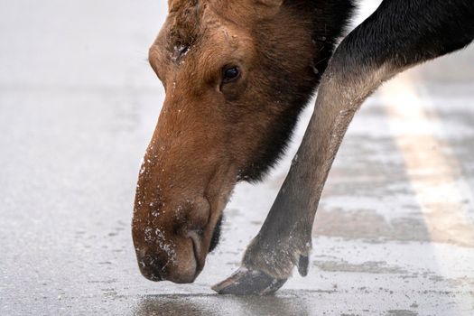 Moose in the Snow in Riding Mountain Provincial Park Canada
