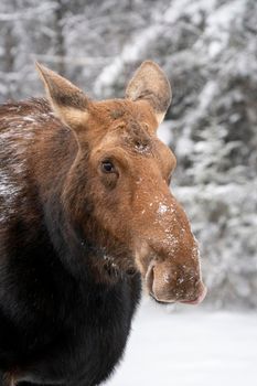 Moose in the Snow in Riding Mountain Provincial Park Canada