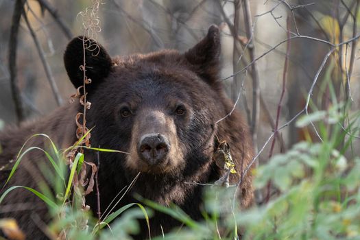 Bears in Riding Mountain National Park Manitoba Canada