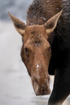 Moose in the Snow in Riding Mountain Provincial Park Canada