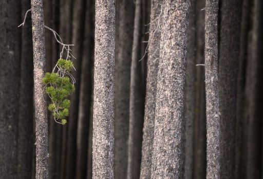 Pine Forest Cypress Hills Interprovincial Park Saskatchewan Alberta