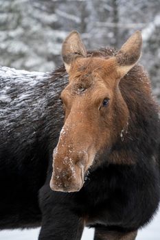 Moose in the Snow in Riding Mountain Provincial Park Canada