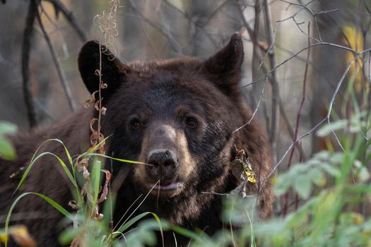 Bears in Riding Mountain National Park Manitoba Canada