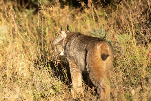 Lynx in the Wild Riding Mountain National Park Canada