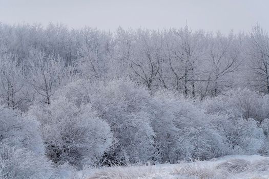 Hoar frost scene in Riding Mountain Manitoba