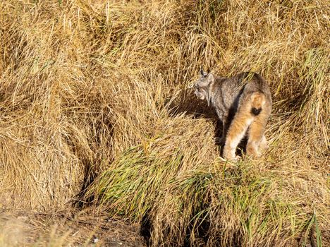 Lynx in the Wild Riding Mountain National Park Canada