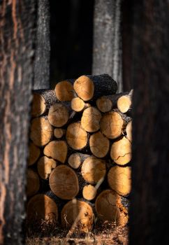 Neatly stacked Firewood In the Prairies of Canada