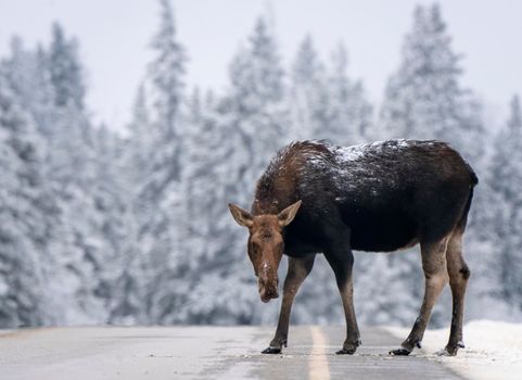 Moose in the Snow in Riding Mountain Provincial Park Canada