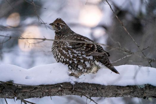 Spruce Grouse in a tree Saskatchewan Canada Winter