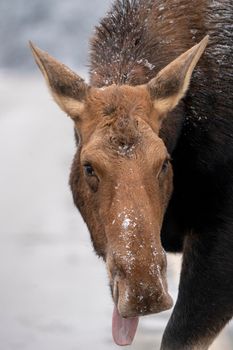 Moose in the Snow in Riding Mountain Provincial Park Canada