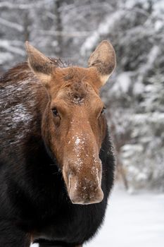 Moose in the Snow in Riding Mountain Provincial Park Canada