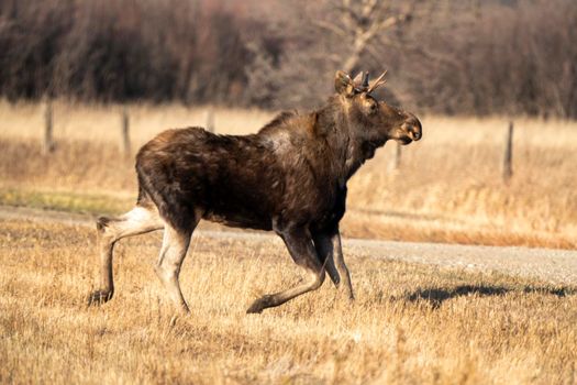 Moose female cow in the Saskatchewan Valley