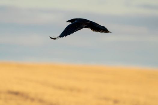 Prairie Raven Flying in Saskatchewan Canada Flight