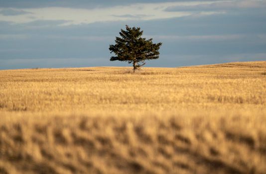 Scenic views of the Cypress Hills Saskatchewan Alberta