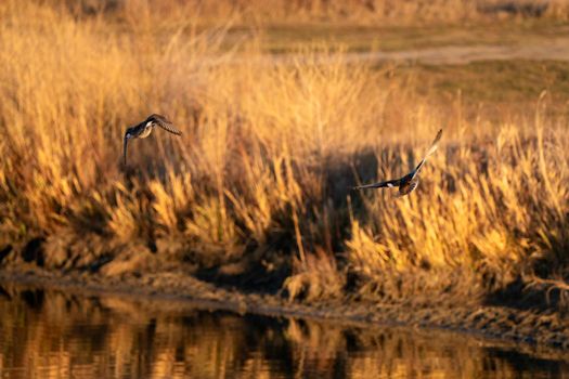 Ducks Flying in Summer Prairie Saskatchewan Canada
