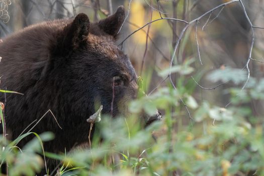 Bears in Riding Mountain National Park Manitoba Canada