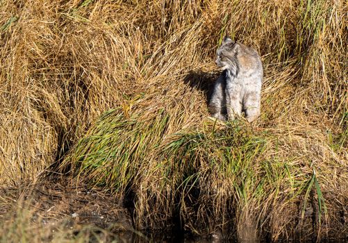 Lynx in the Wild Riding Mountain National Park Canada