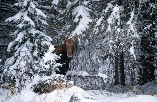 Moose in the Snow in Riding Mountain Provincial Park Canada
