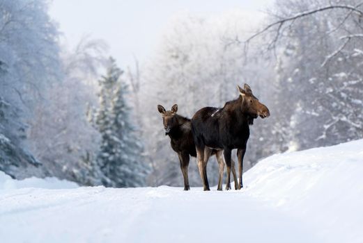 Moose in the Snow in Riding Mountain Provincial Park Canada