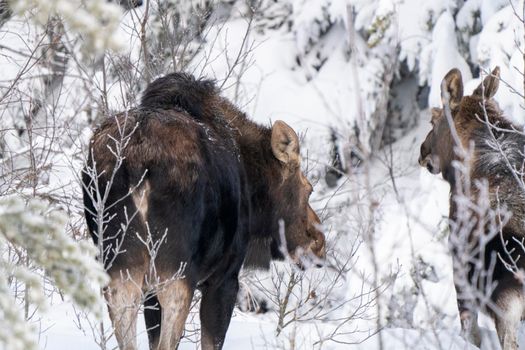 Moose in the Snow in Riding Mountain Provincial Park Canada