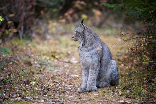 Lynx in the Wild Riding Mountain National Park Canada