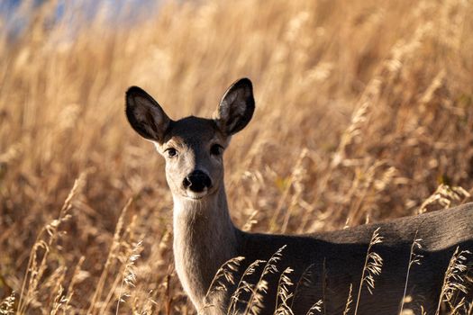 Deer in the Prairies of Saskatchewan Canada